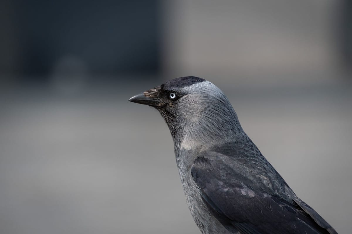 Birds and Jackdaw Nests in Chimneys